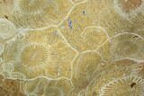 Polished Fossil Coral (Actinocyathus) - Morocco #100664-1